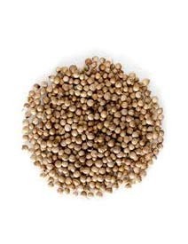 Coriander