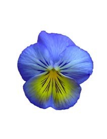 Edible Flowers